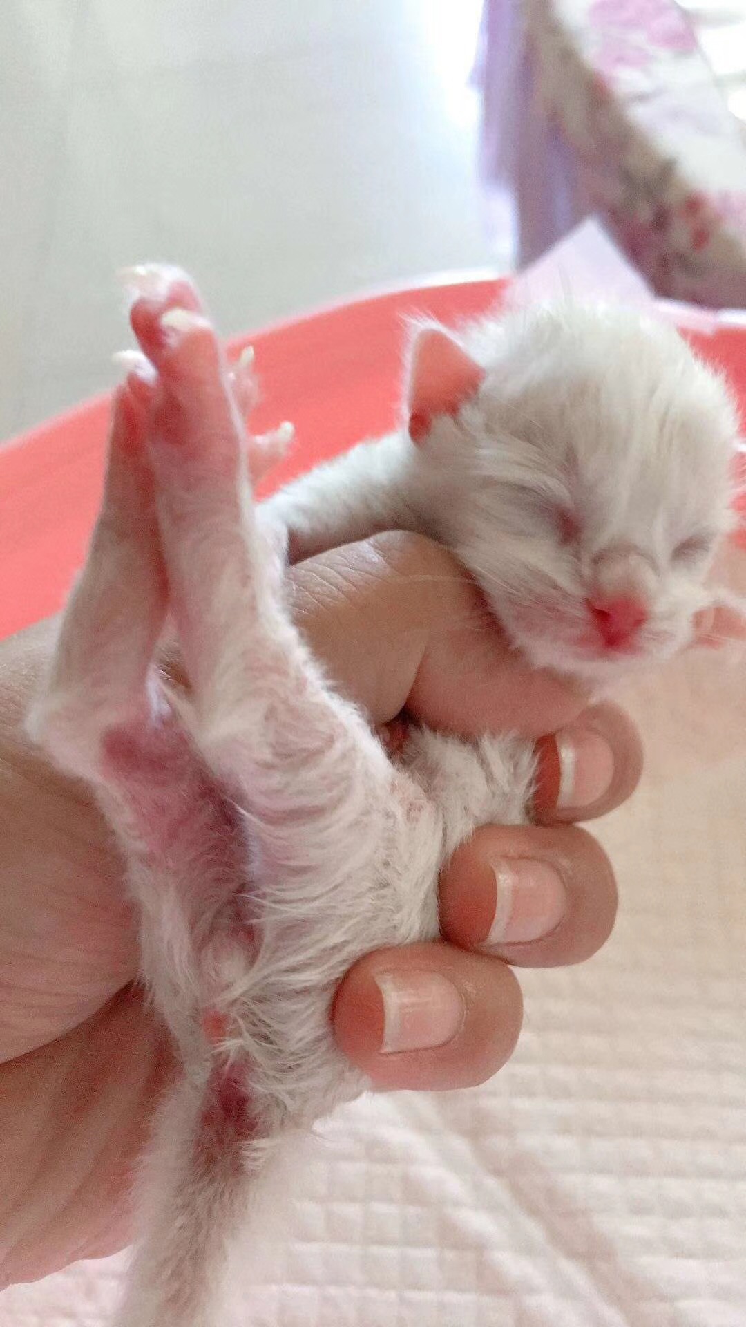 猫咪怀孕了有哪些表现,猫咪发现主人怀孕的表现