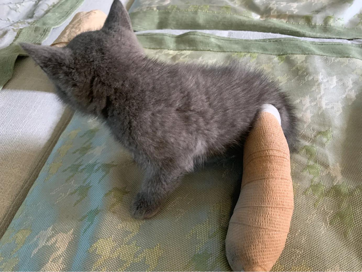 养一只英短蓝猫需要花多少钱,养猫咪的基础知识2个月蓝猫