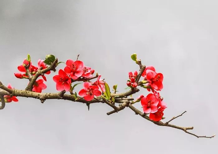 知否知否林小娘为什么不害明兰,知否和李清照有关系吗