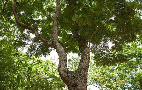 海南黄花梨红木家具大全,越南黄花梨红木家具价格及图片