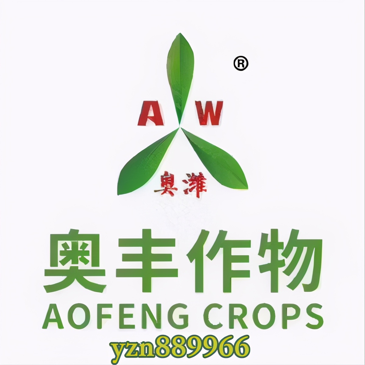 芒果叶缘枯病怎么治,芒果黄叶病要什么药