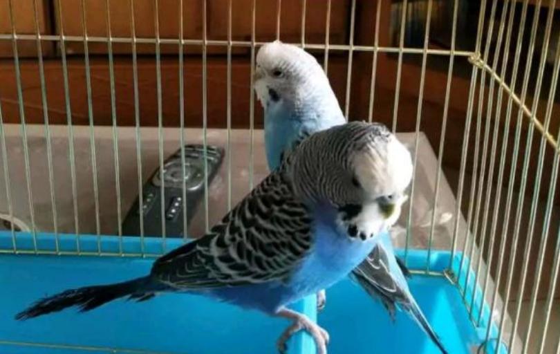 虎皮鹦鹉拉水发抖怎么办,虎皮鹦鹉拉黄水突然死了