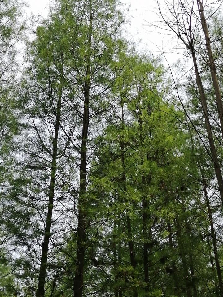 南宁有个“天然氧吧”，藏在狮山公园里，拥有一片绝美的水杉林