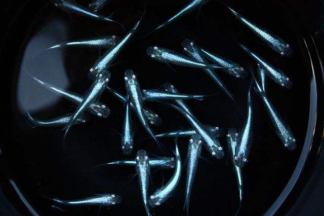 想养鱼要用加热棒吗,想养鱼又没有鱼缸