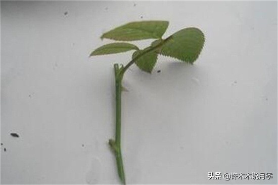 月季扦插长出愈伤组织后多久生根,如何判断月季是根瘤还是愈合组织