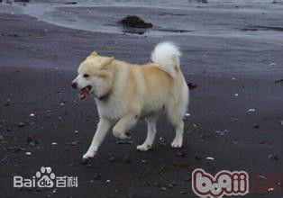 不掉毛无体味性格温顺的小型犬,宠物狗大全表