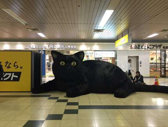 盘点十个日本的奇葩冷知识,你不知道的那些日本奇葩事