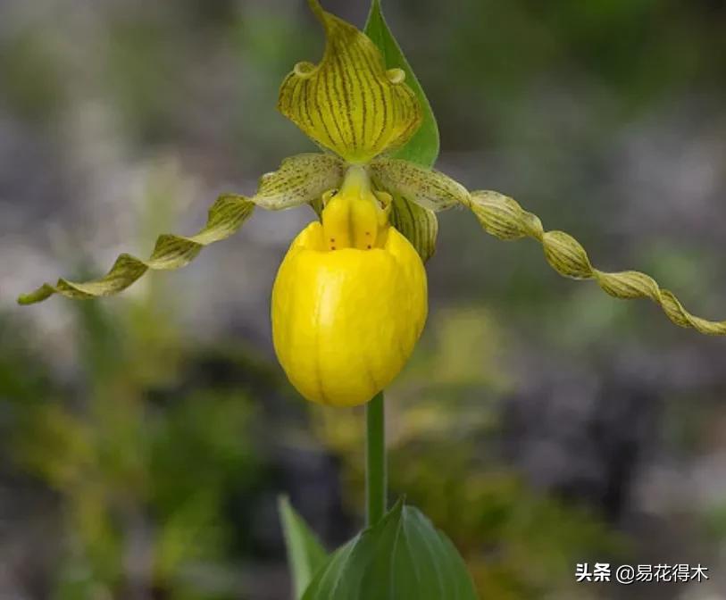 国家二级黄花杓兰,黄花杓兰与西藏杓兰