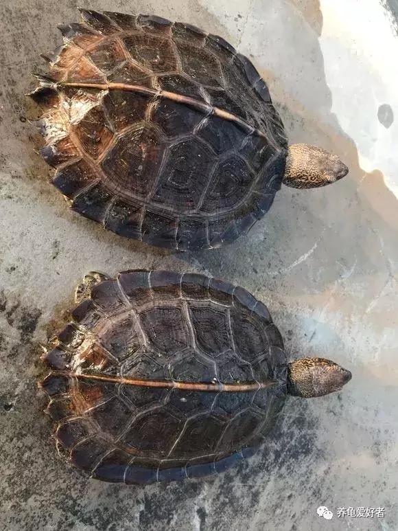 乌龟吃不吃龟粮怎么才能养活,热带龟冬天不用加热棒怎么养活
