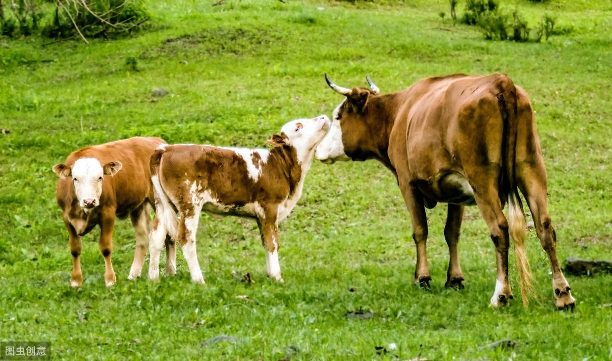 治母牛子宫内膜炎可打针吗,母牛怀孕子宫内膜炎怎么治疗