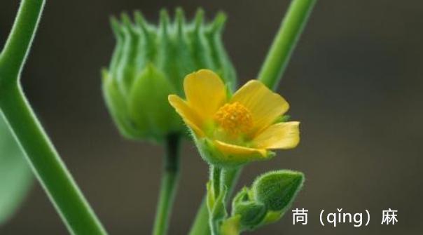 说文解字谈文化从何来,说文解字谈字
