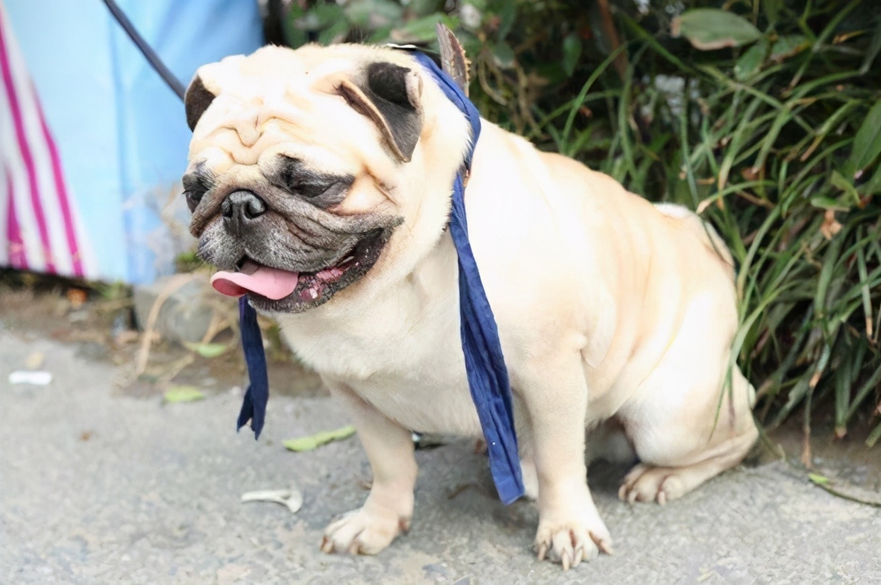 巴哥犬的体臭能彻底清除,两个月巴哥犬怎么除体臭