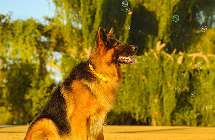 德牧狗拉稀用什么药最快,德牧幼犬拉稀是什么原因