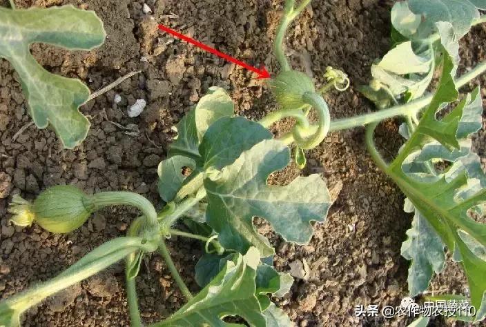 西瓜栽培技术有哪些,西瓜栽培技术全面的文字解释