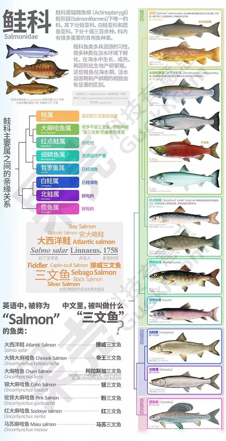 科普中国三文鱼,智利三文鱼