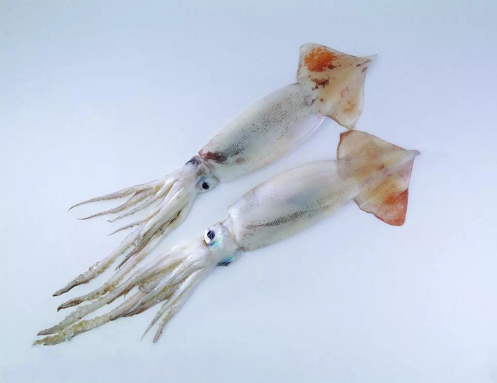 鱿鱼章鱼乌贼墨鱼八爪鱼区别,鱿鱼章鱼和乌贼区别