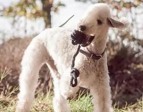 有什么品种狗狗既长不大又不掉毛,建议新手养的10种便宜狗狗不掉毛