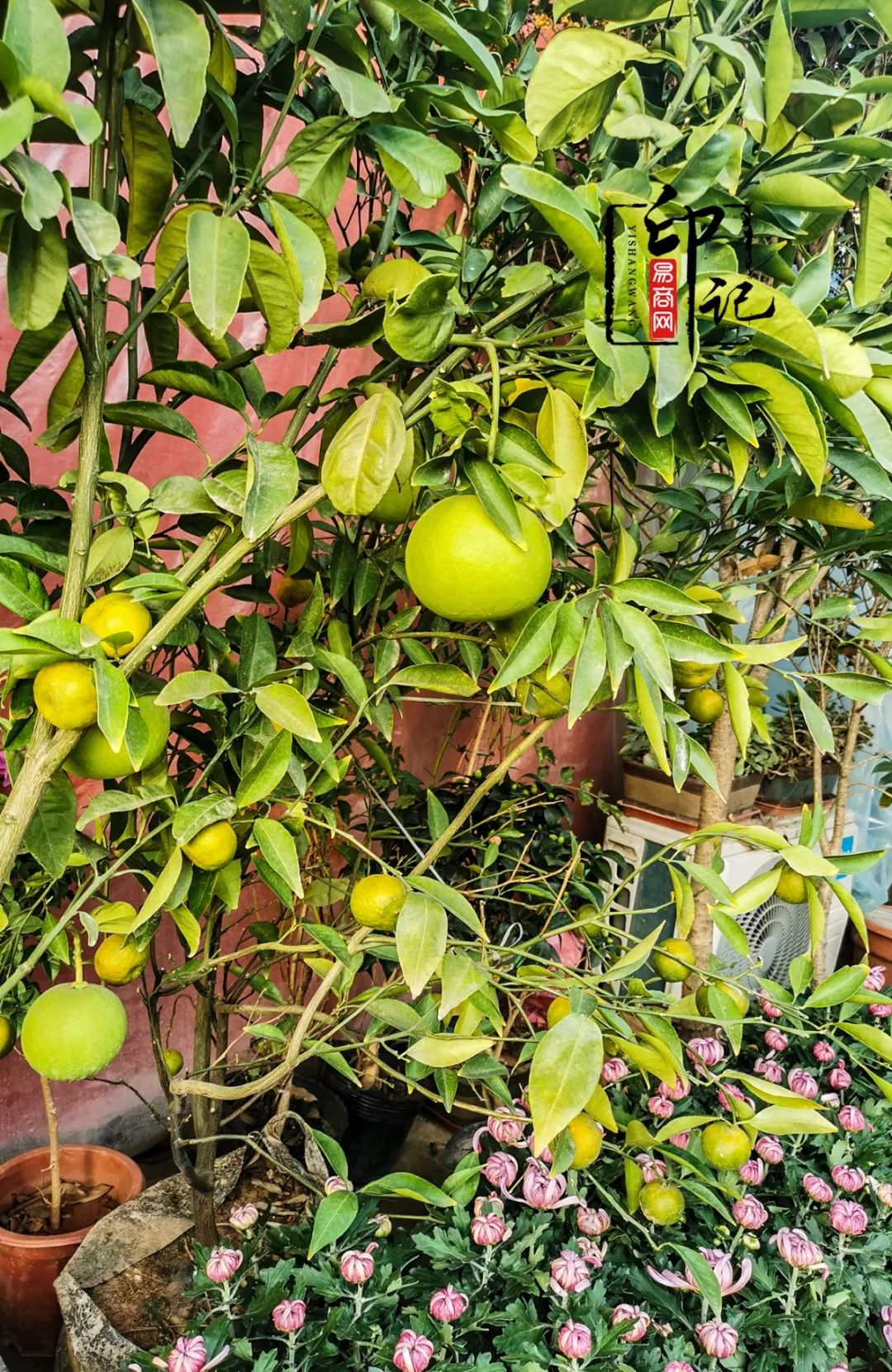 商丘花鸟批发基地,商丘花鸟市场地址