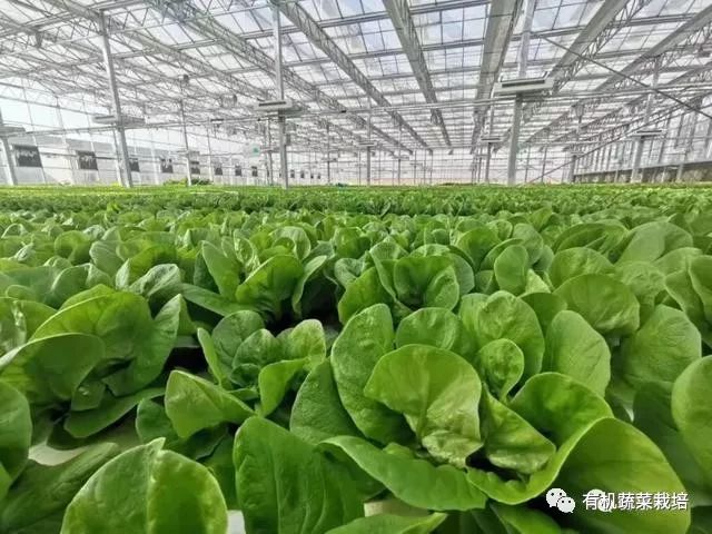 有机生态无土栽培原理与技术,无土栽培知识