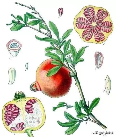 石榴早在2000多年前经过丝绸之路,石榴传奇全书