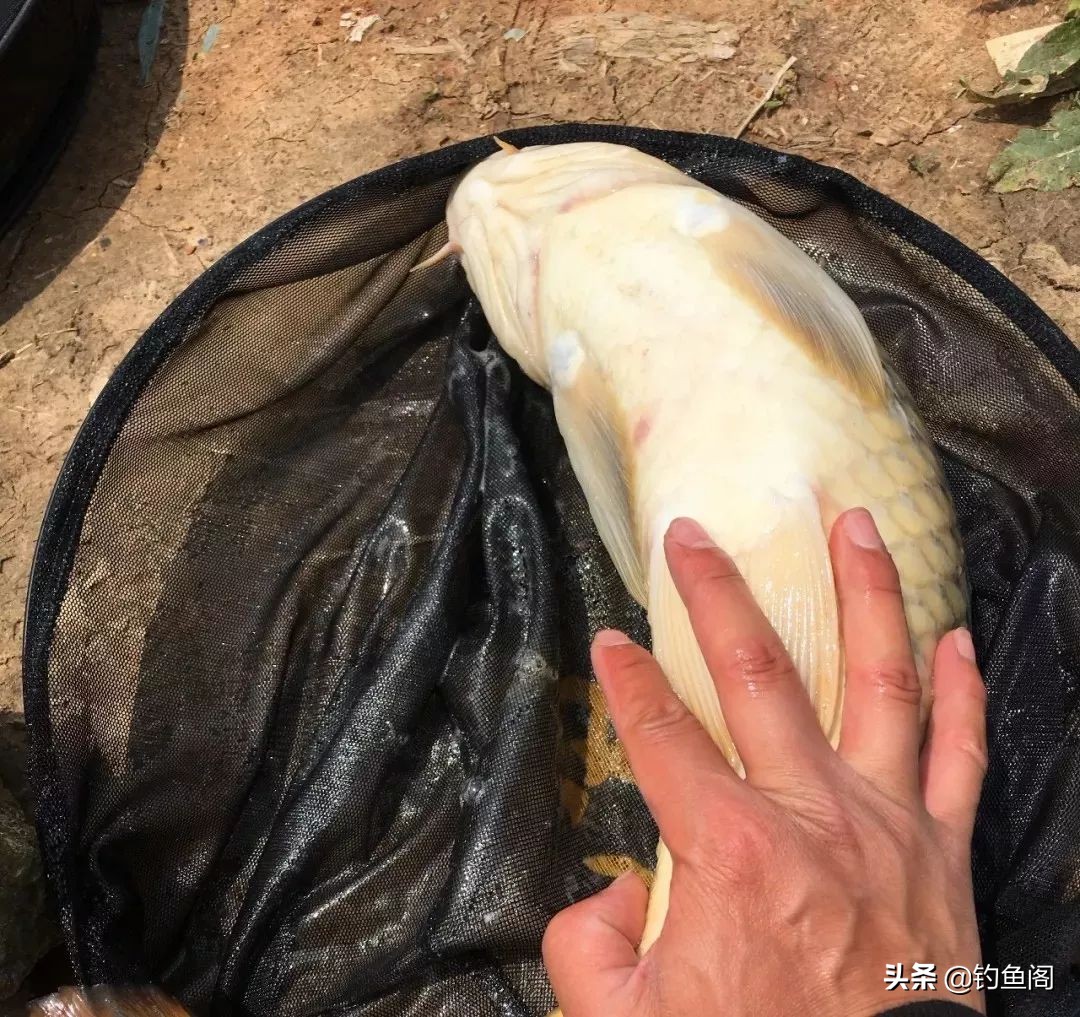 比较好的综合钓鱼竿,最好用的几款钓鱼竿推荐