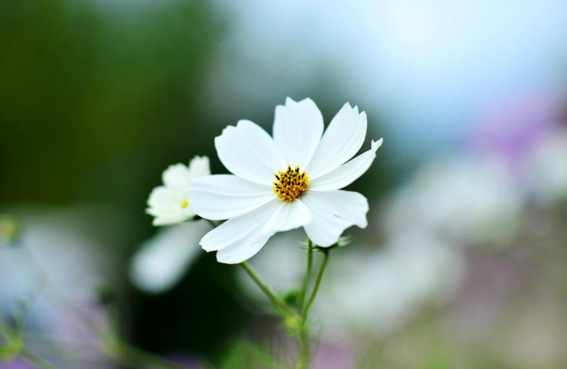 十二星座爱你到骨子里的表现狮子,什么行为会让对象失去耐心