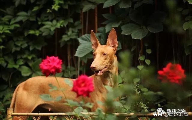 世上最贵的十种犬排行,狗中最贵的犬