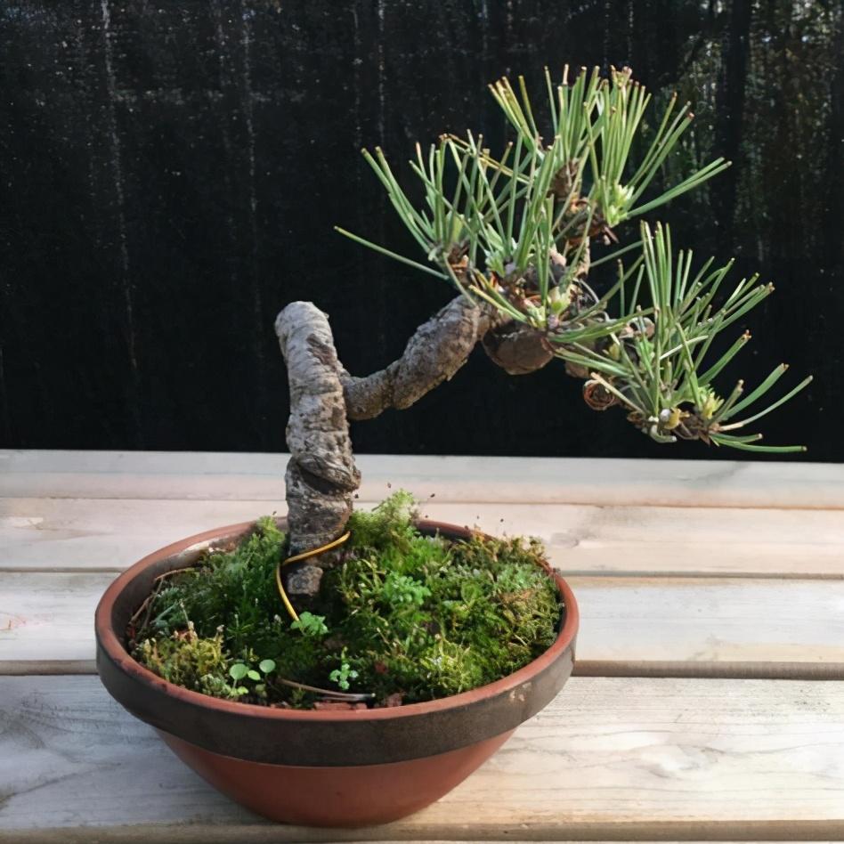 黑松怎么养护才能长得快 (黑松养护有什么方法)