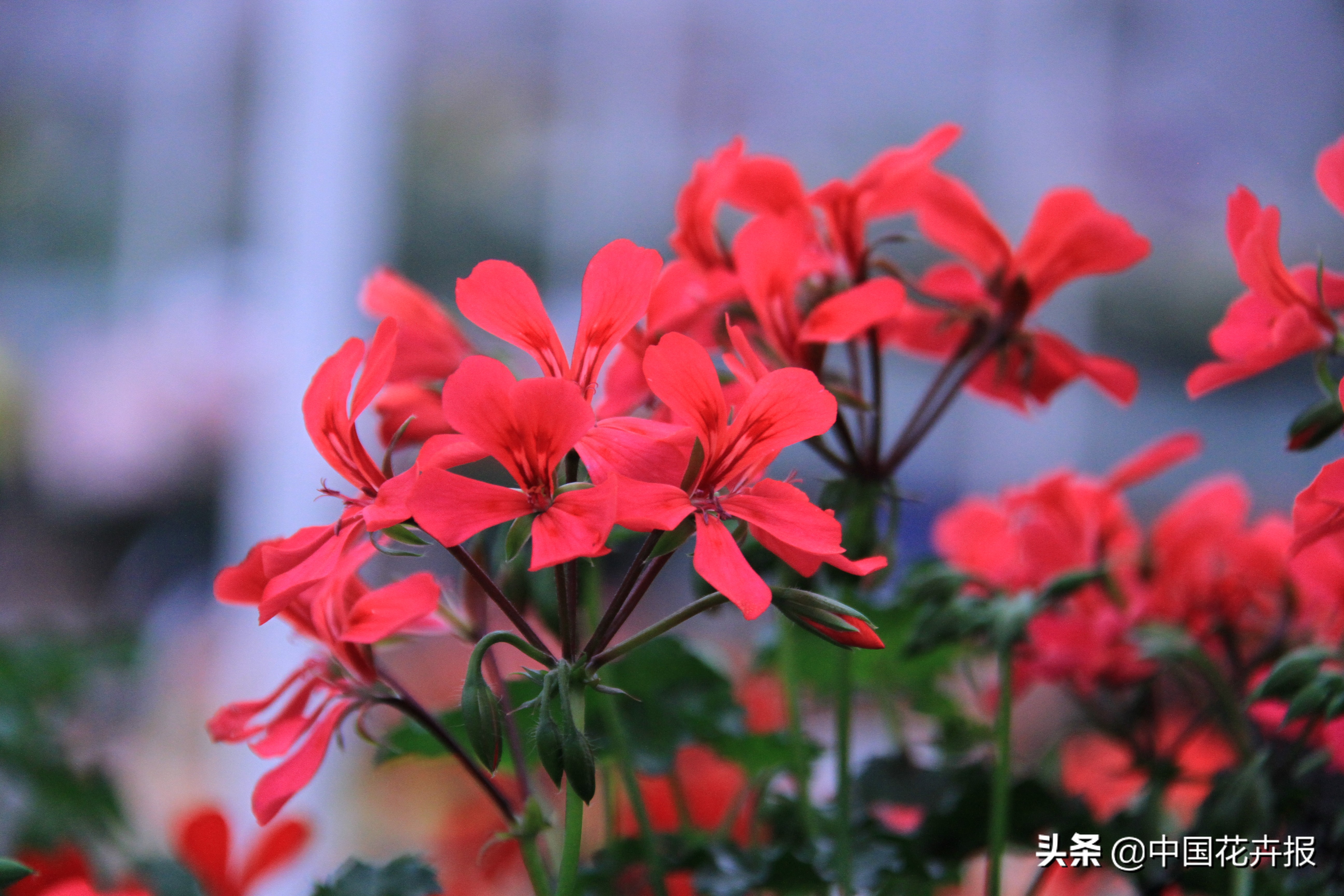花园必备植物大全,花园常用植物科普