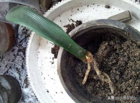 君子兰从叶片之间长出小苗怎么办,君子兰如何能长出小株幼苗