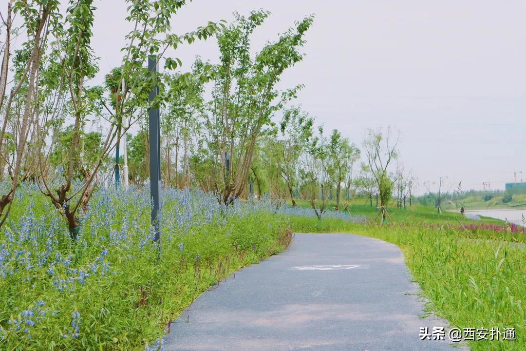 西安大草坪公园推荐,西安有大草坪的公园