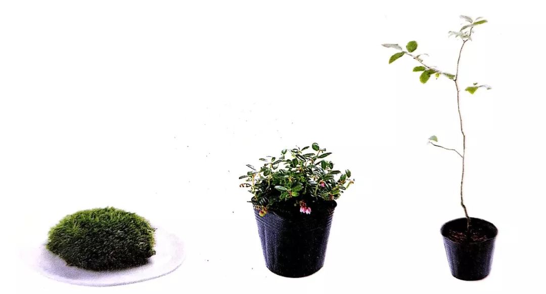 盆景制作方法与技巧,盆景制作小技巧