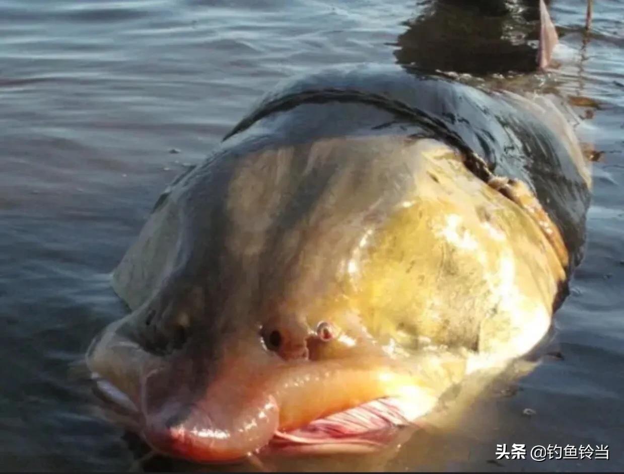 达氏鳇鱼长江也有吗,达氏鳇鱼简介