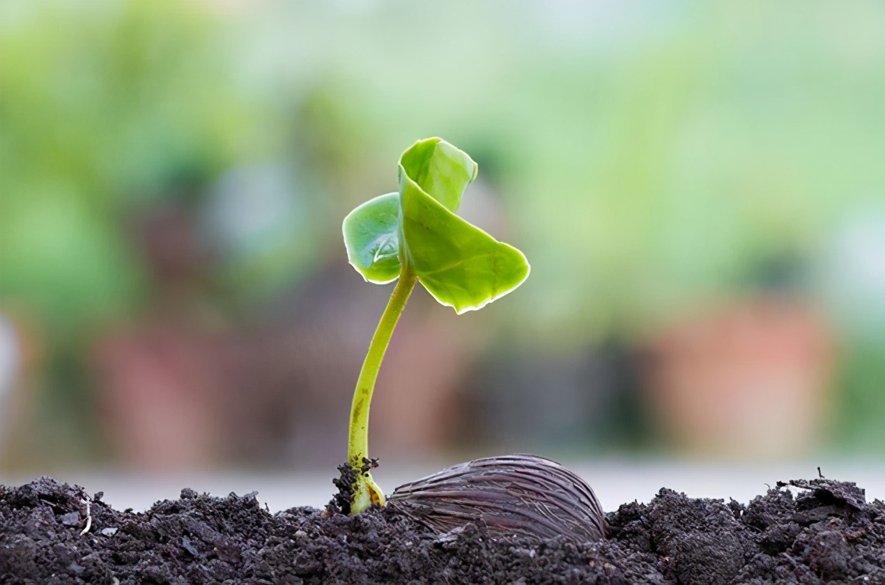 微生物菌剂主要含有什么菌,微生物菌与微生物菌剂