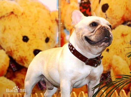 不掉毛无体味性格温顺的小型犬,宠物狗大全表