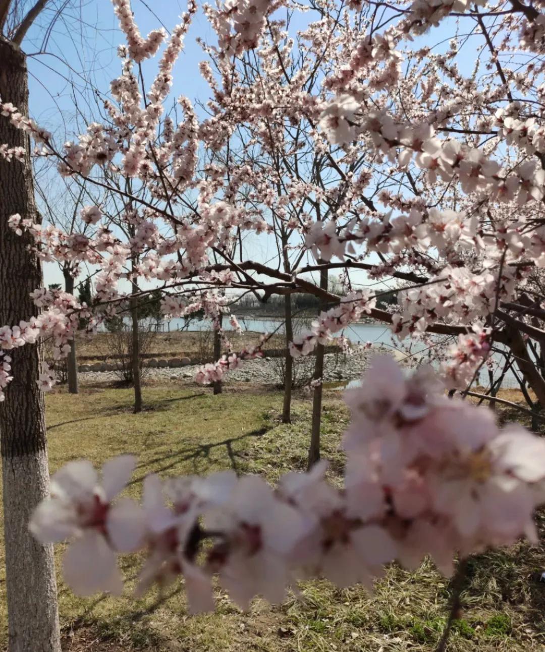 一个不出郑州的踏青好去处,天津春游公园推荐