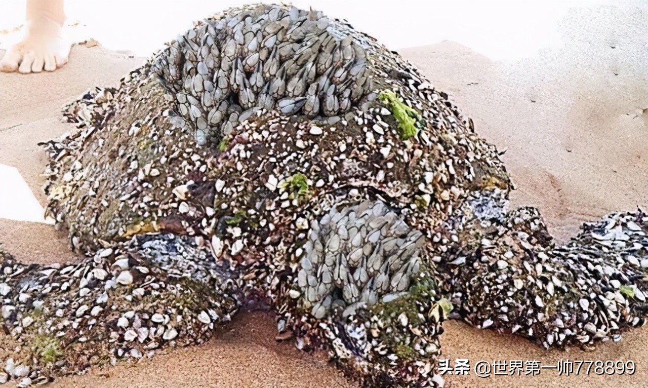 世界各国外来入侵生物,全世界最危险的物种入侵