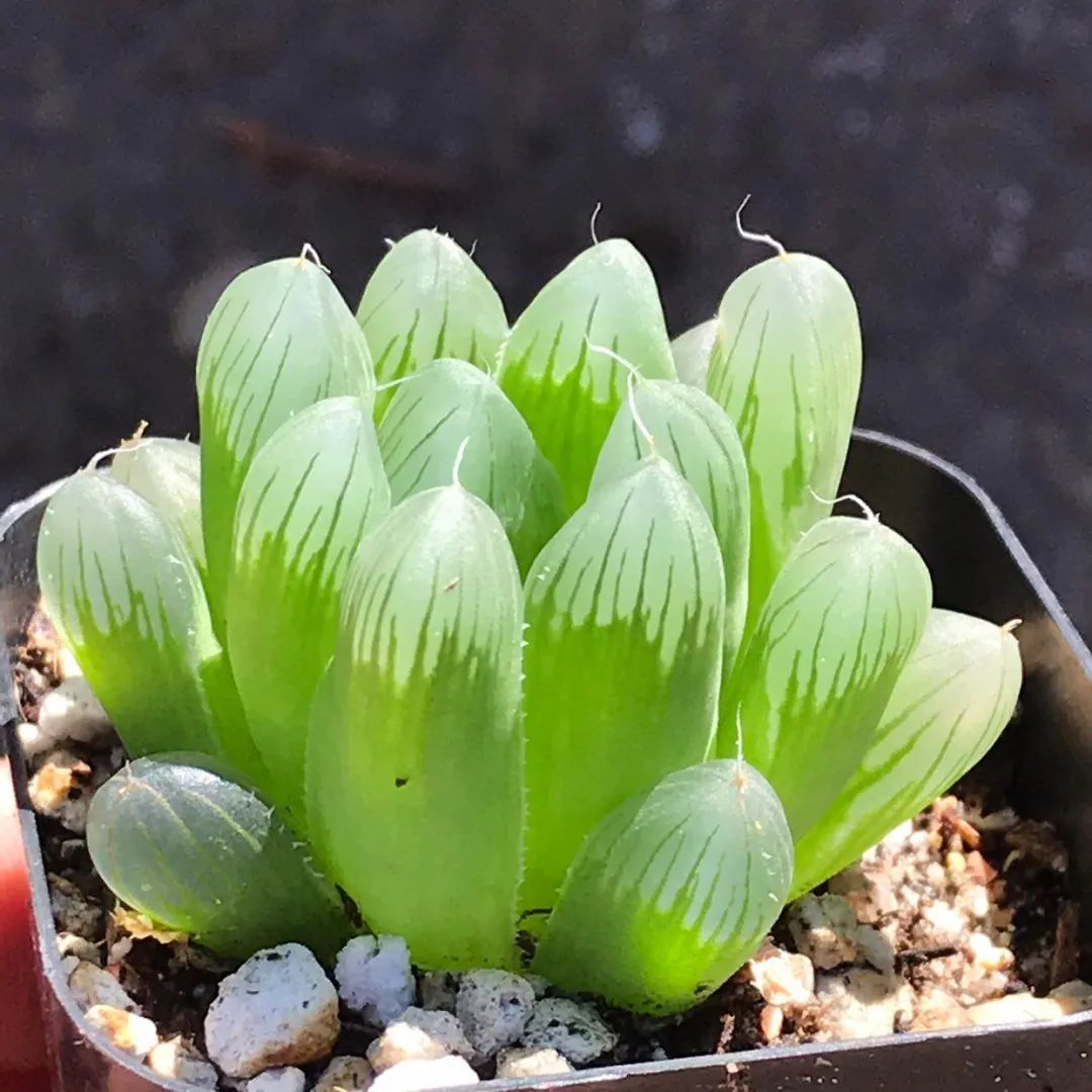 玉露叶片蔫了怎么扦插,玉露多肉徒长怎么养