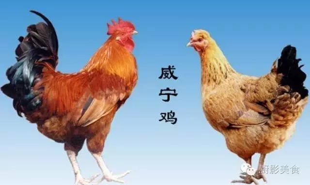 全世界的鸡都在这了，有你认识的吗？