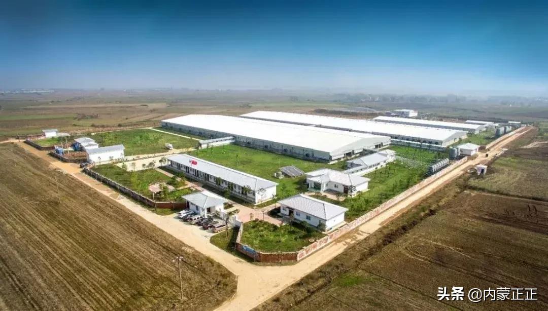 正大放心猪肉,正大猪肉品质