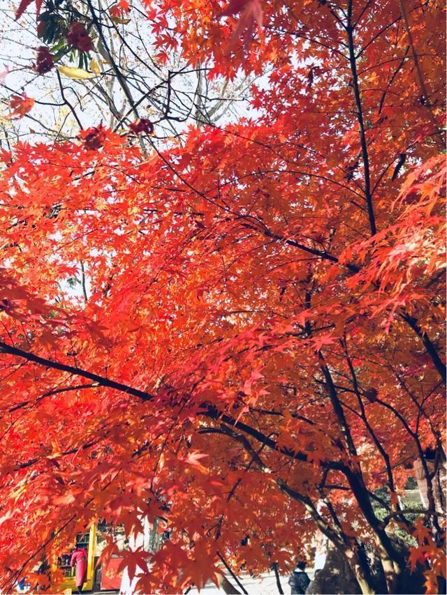 南京秋天旅行攻略,来南京体验秋天浪漫