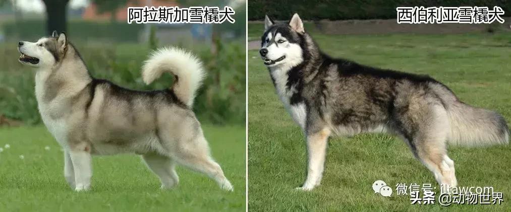 世界犬种大全,阿拉斯加雪橇犬和哈士奇