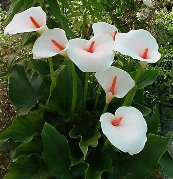 马蹄莲的养殖方法和注意事项盆栽,马蹄莲的养殖方法怎么养