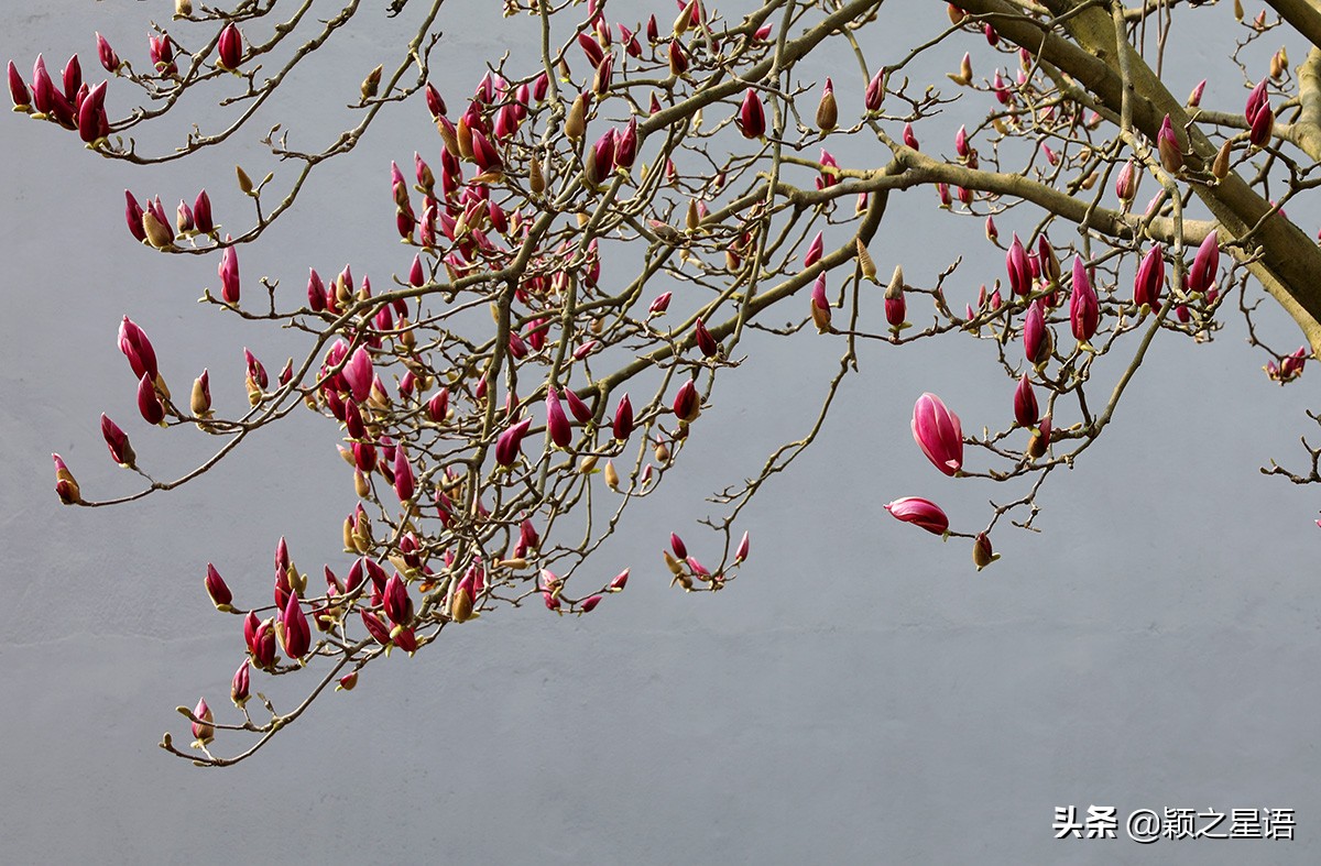 500年玉兰树,枯木逢春一树繁花