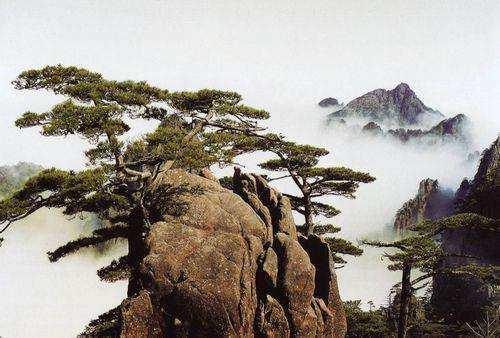 “岁寒三友”之松:大雪压青松,青松挺且直