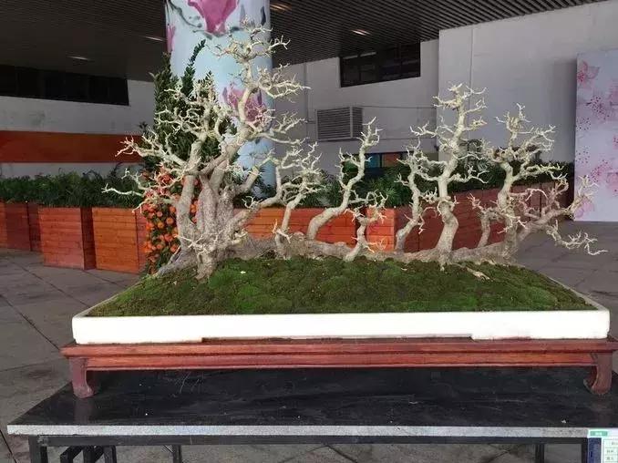 最值得收藏的六种盆景树种是哪些,西北盆景树种100种