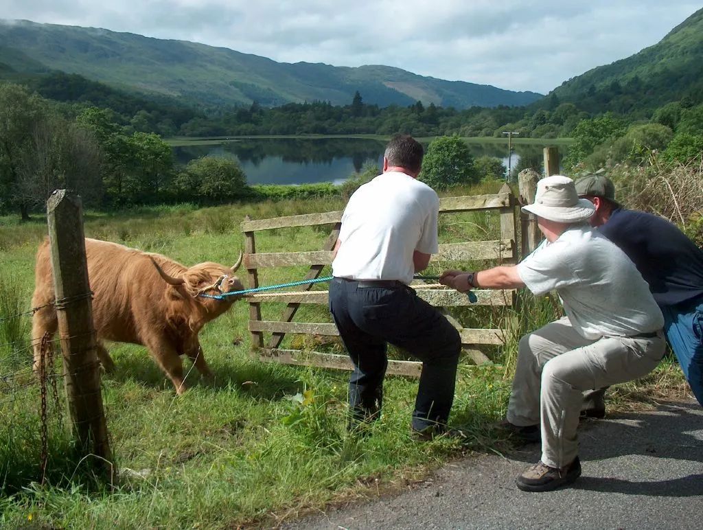 牛的性格和特点是什么,牛脾气的性格特征和脾气