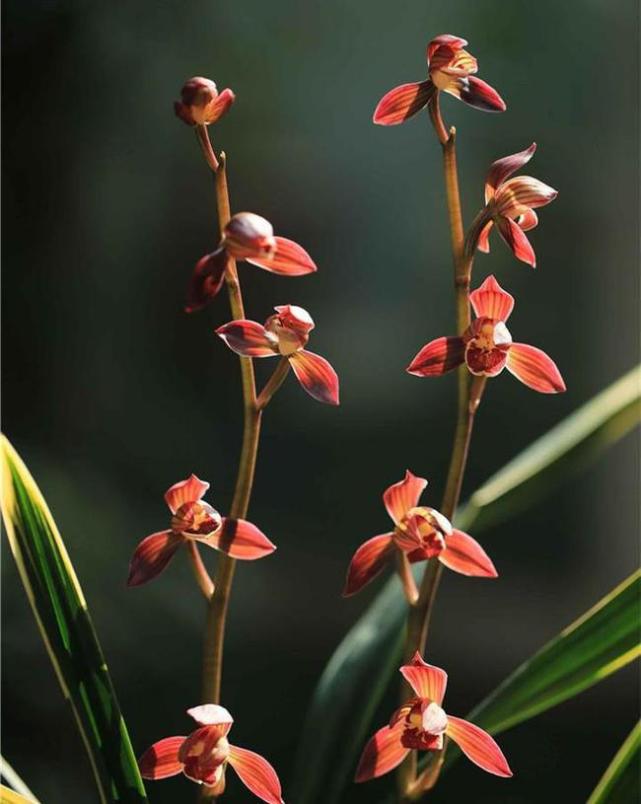 曾价值20万1苗，正格荷瓣，叶片带艺，花艺双绝，带你认识红神荷