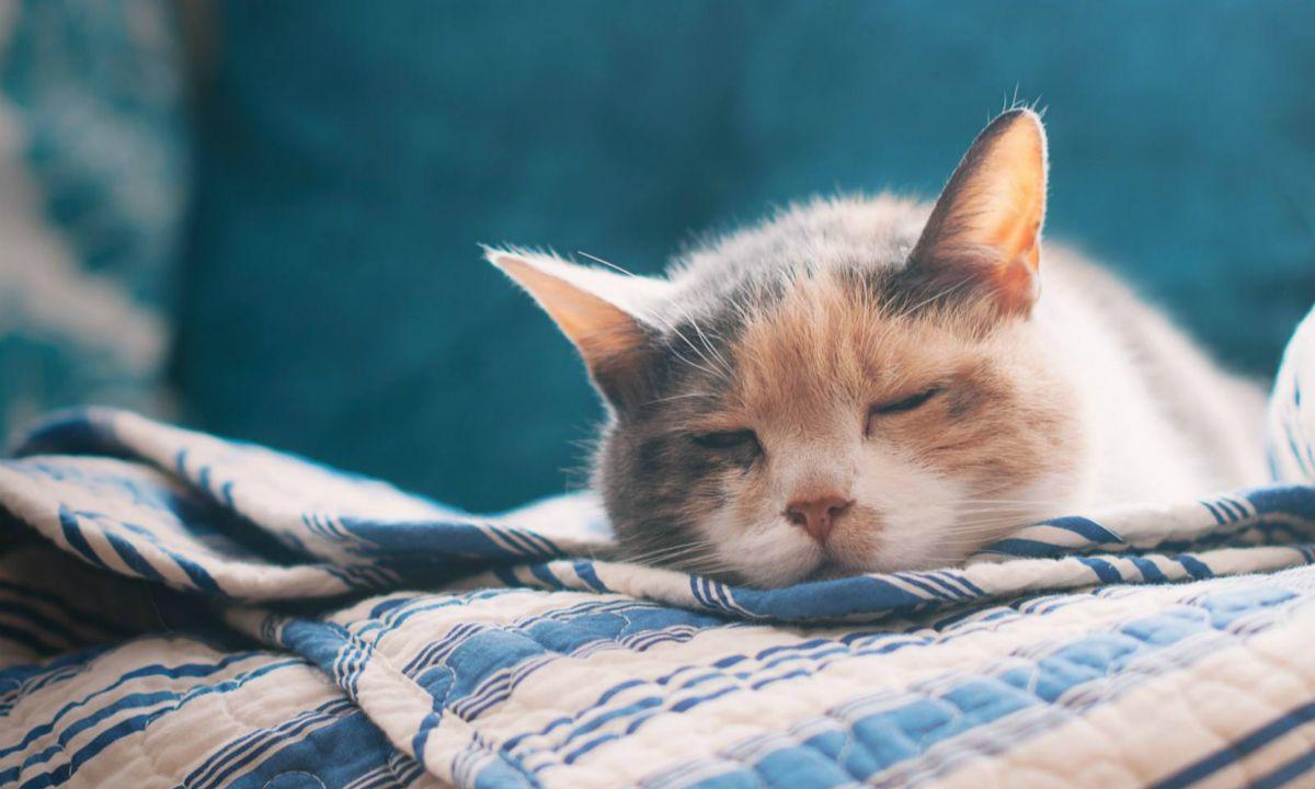 什么情况会导致猫咪脱水,猫咪严重脱水是什么症状