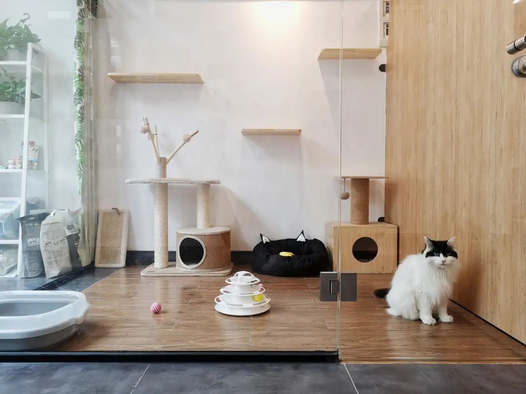 假期要把宠物送去寄养,以下5件事一定要做